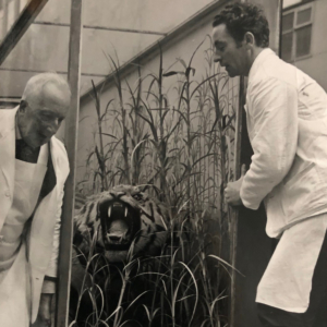 Two men in white coats are moving a taxidermy tiger in a museum case.