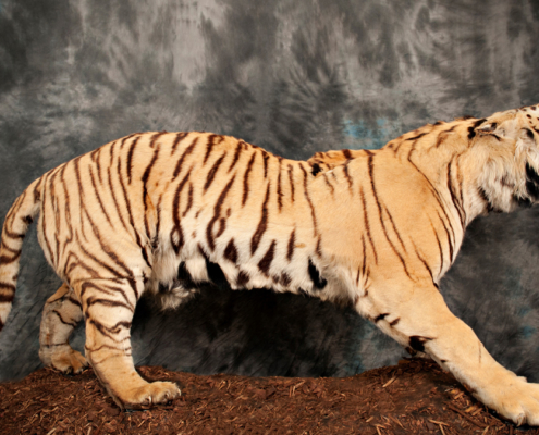 A sideways look at the taxidermy tiger at Leeds City Museum