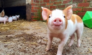 A tan an white piglet is standing in a yard looking directly at the camera