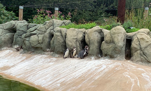 A huddle of penguins at Wildlife World near to the nest with chicks