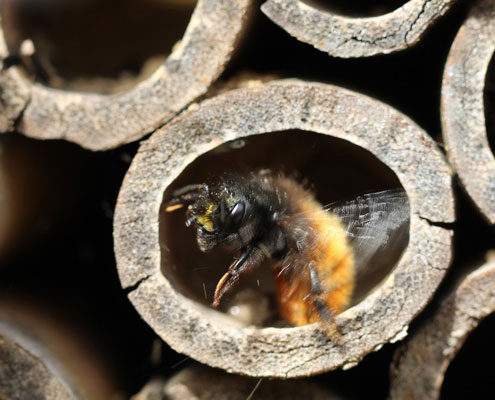 A close up of a bee in a bug hotel