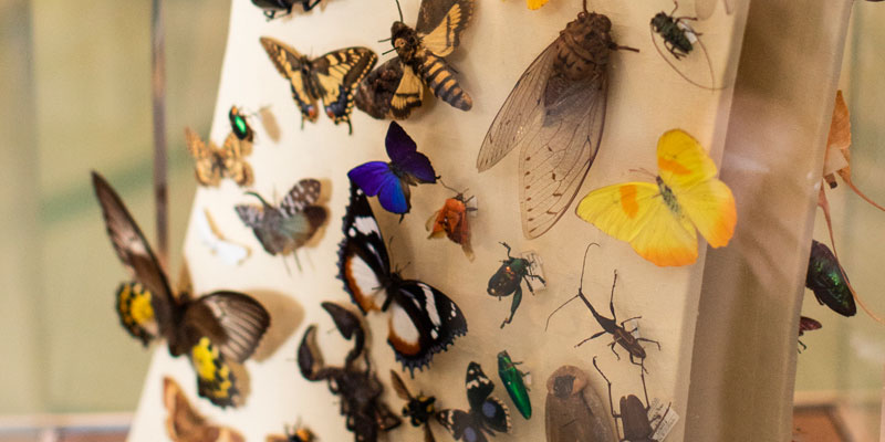 A range of different butterflies and moths in a case on display at Leeds City Museum