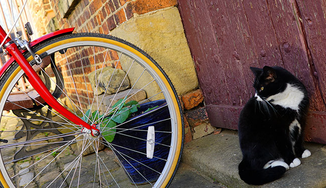 a cat sat next to the wheel of a bicycle