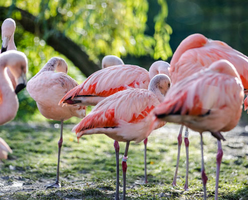 Chilean Flamingos at Lotherton's Wildlife World