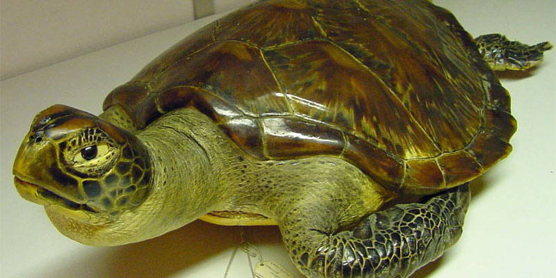 A green turtle from Leeds Museums & Galleries collection.