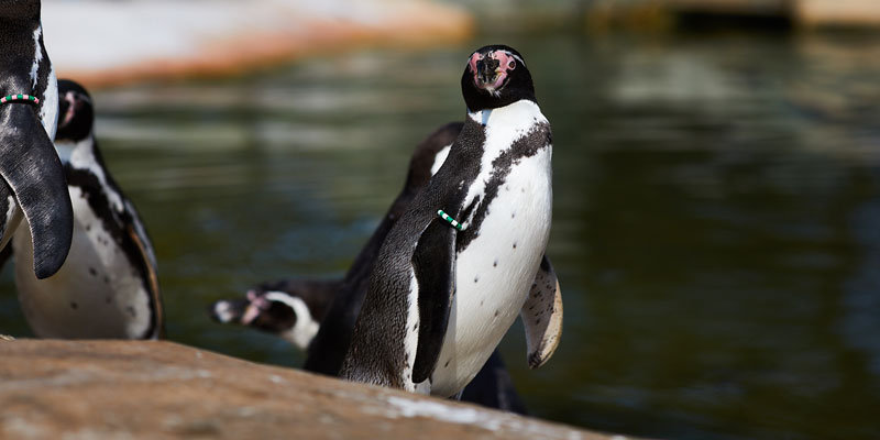 Humboldt penguins at Lotherton Wildlife World