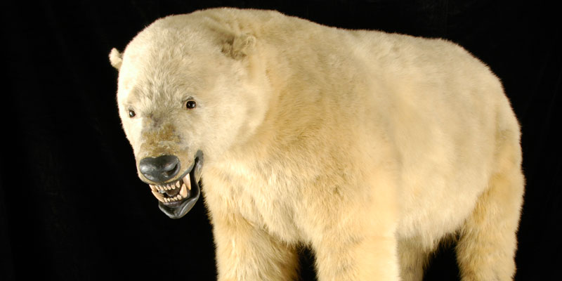 Polar Bear from Leeds City Museum