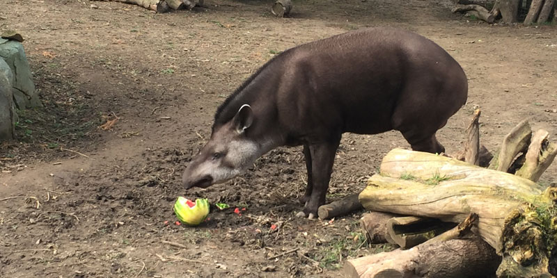 Arthur the tapir eating a watermelon at Wildlife World