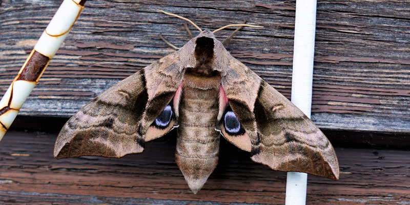 A hawk moth