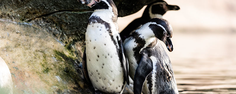 Humboldt penguins at Wildlife World
