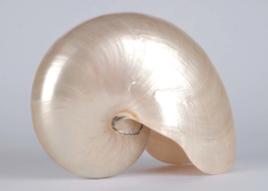 A chambered nautilus shell