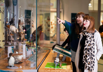 Two adults pointing and looking in a glass display cabinet in the Life on Earth gallery at Leeds City Museum.