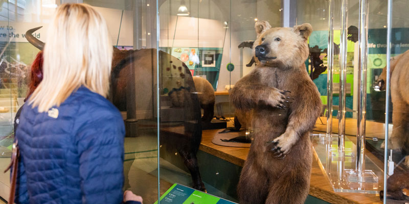 Brown bear in the Life on Earth gallery at Leeds City Museum with two visitors looking at it.