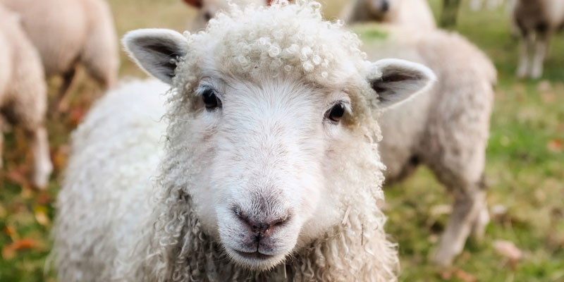 A sheep looking directly at the camera.