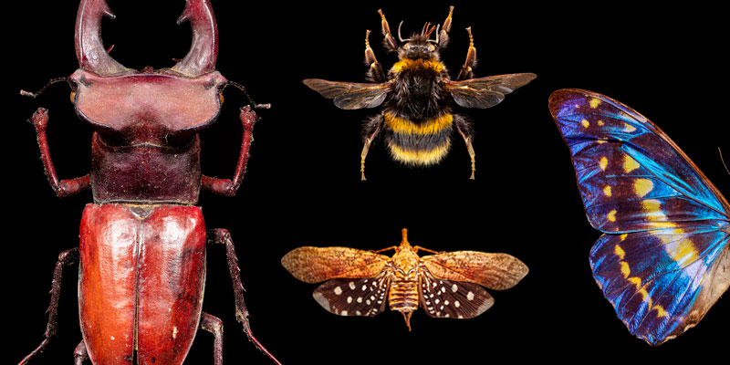 A selection of insects shot in macro to show the details including a stag beetle, bumble bee, lanternbug and morpho butterfly