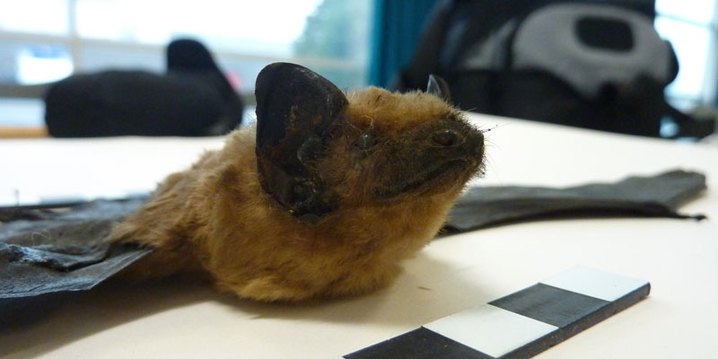 A taxidermied bat at Leeds Discovery Centre