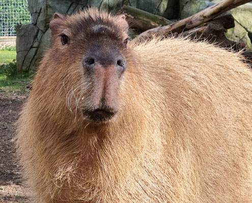 Capybara at Wildlife World