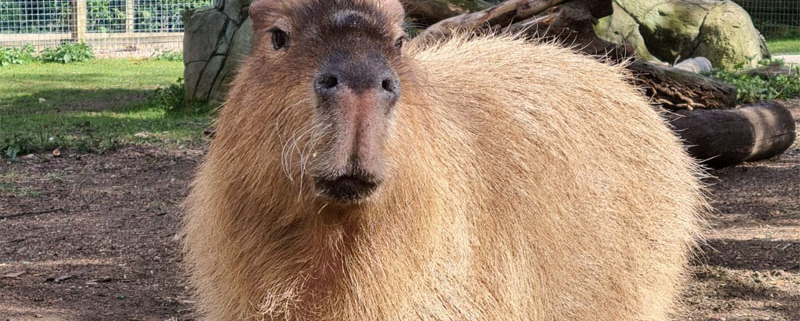 Capybara at Wildlife World