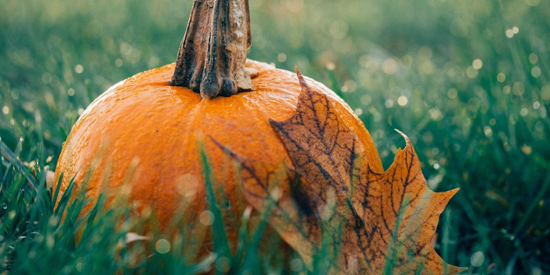 A pumpkin on some dewy grass with an autumnal leaf.