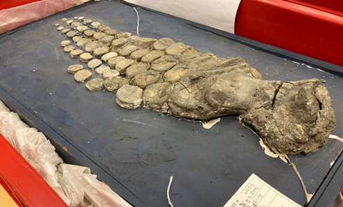 Ichthyosaur fossilised flipper