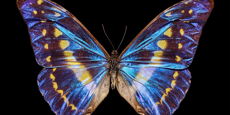 Blue Morpho butterfly - image courtesy Ed Hall Macro Pro Photography