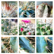 A collage of plants