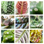A collage of plants