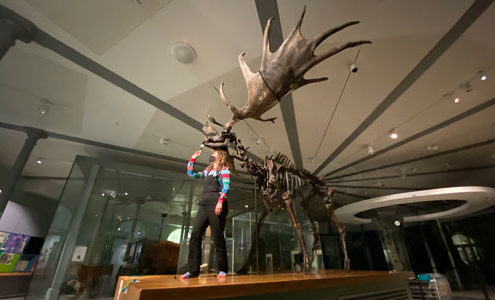 Curator with Megaloceros giganteus at Leeds City Museum