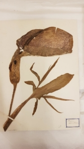 A dried herbarium sheet of a lily
