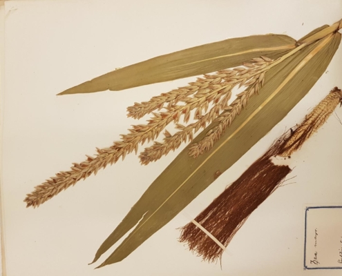 Dried corn on a herbarium sheet