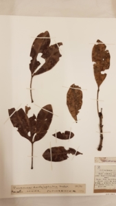 Dried leaves on a herbarium sheet