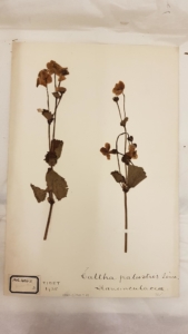 Dried flowers on a piece of paper