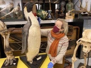 Emperor penguin and Natural Science curator at Leeds Discovery Centre
