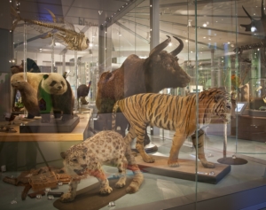 Taxidermy animals in a museum display case