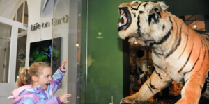 The Leeds Tiger and a young girl doing an impression of the tiger through the glass