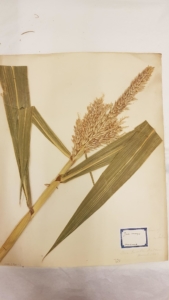 Dried corn plant on a herbarium sheet