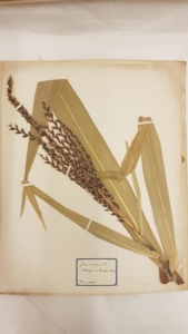 Dried maize on a herbarium sheet
