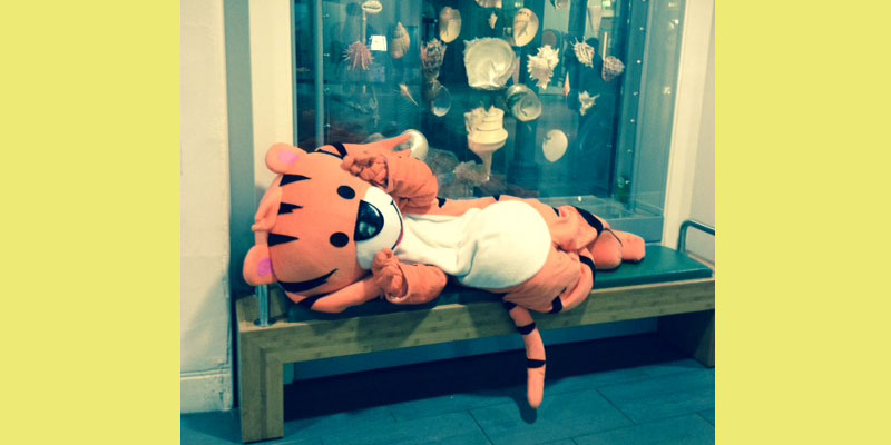 Rory the Tiger mascot lying on a bench in the Museum