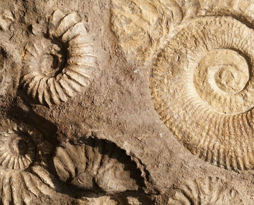 fossilised shells