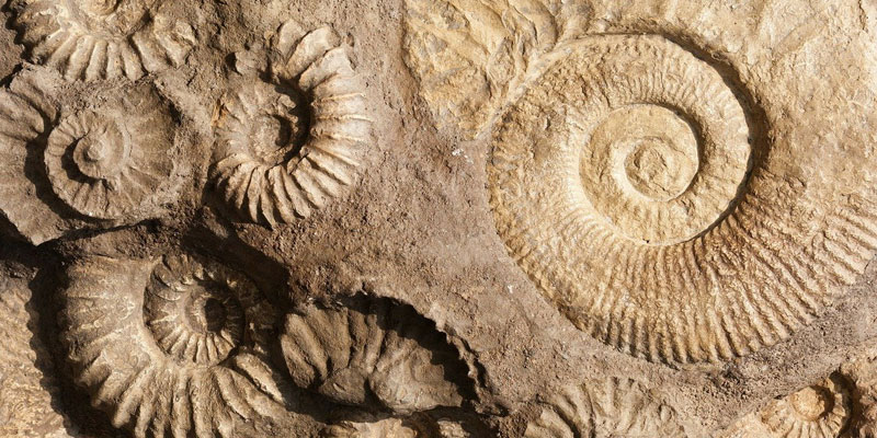 fossilised shells