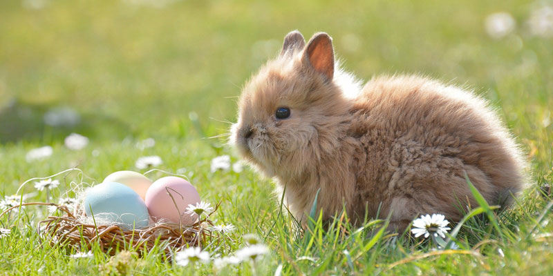 Small rabbit with easter eggs on grass