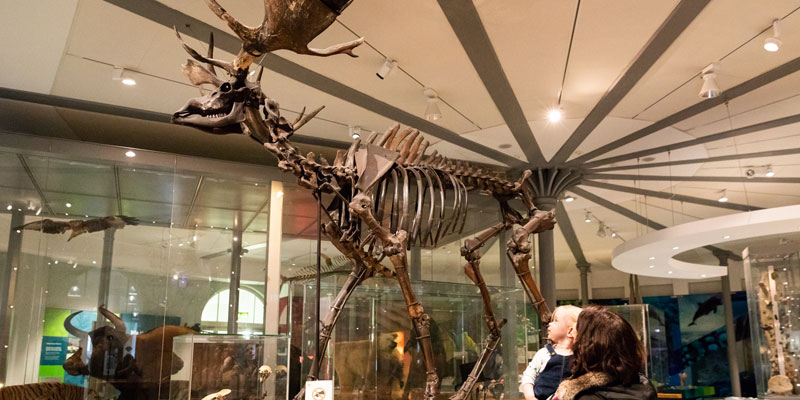 Two visitors looking at the Giant Elk skeleton at Leeds City Museum