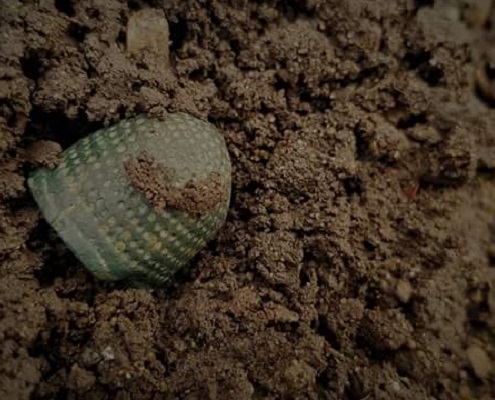 Thimble in the ground