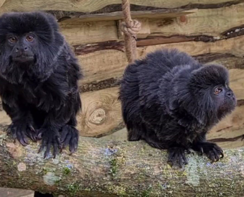 Two Goeldis monkeys at Wildlife World
