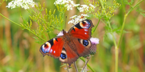 A peacock butterfly on a flower