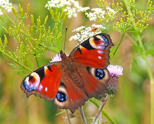 A peacock butterfly on a flower