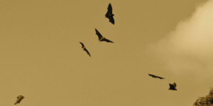 bats flying against an orange sky