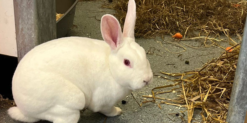 Russell the rabbit - at RSPCA Leeds, Wakefield & District branch