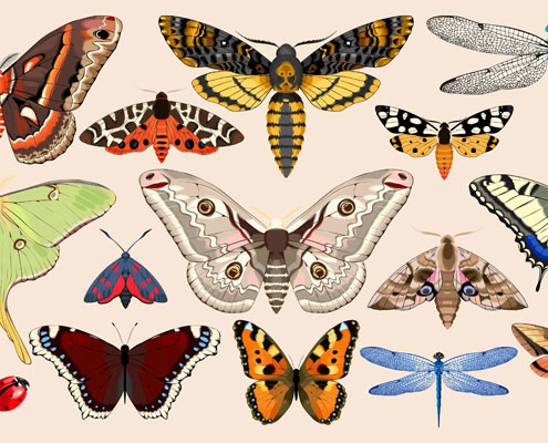 Illustrations of butterflies