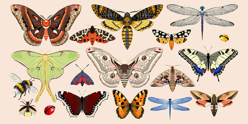 Illustrations of butterflies